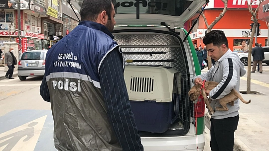 HAYDİ'den Pitbull Operasyonu, Cezalar Peş Peşe Geldi