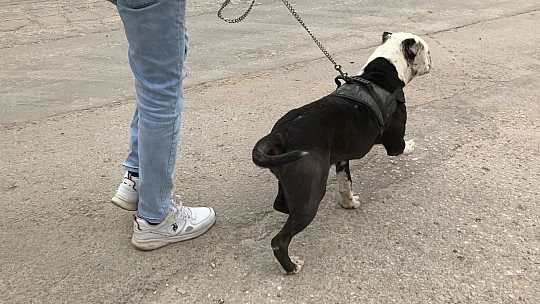 HAYDİ'den Pitbull Operasyonu, Cezalar Peş Peşe Geldi