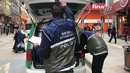 HAYDİ'den Pitbull Operasyonu, Cezalar Peş Peşe Geldi
