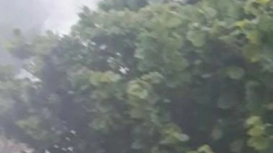 Elazığ'da 'Yaprak Biti' Bahçe ve Evleri Sardı, Ekipler Çalışma Başlattı