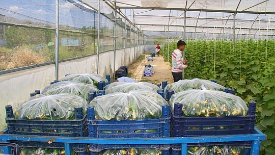 Elazığ'da 45 Derece Altında Salatalık Hasadı