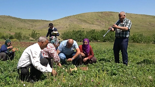 Davul Klarnet Eşliğinde Çilek Hasadı Başladı