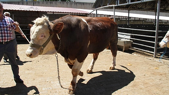 1 ton 200 kiloluk 'Kral' alıcısını bekliyor