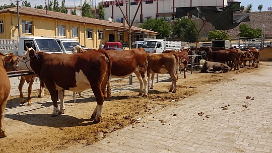 Kurban pazarında pazarlıklar kızıştı