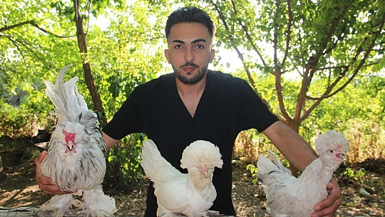 Bütün zamanını Osmanlı saray sultan tavuklarına adadı, 20'ye yakın renk oluşturdu