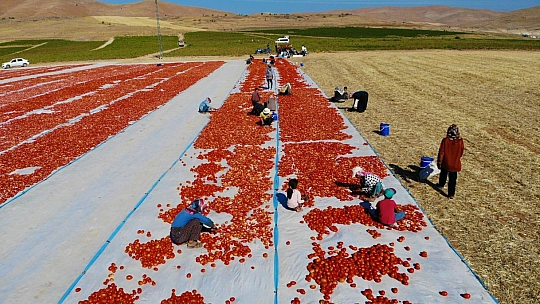 Elazığ'da üretilip kurutulan domatesler, dünya sofralarını süslüyor