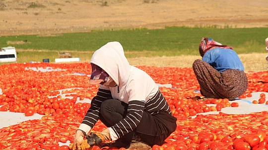 Elazığ'da üretilip kurutulan domatesler, dünya sofralarını süslüyor