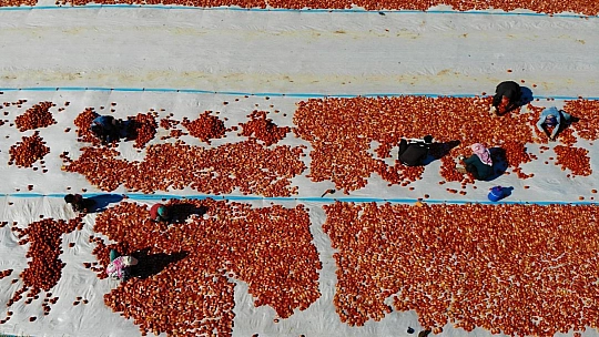 Elazığ'da üretilip kurutulan domatesler, dünya sofralarını süslüyor