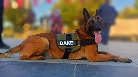 Elazığ Depreminde Arama Kurtarma Çalışmalarına Katılan Köpeğe Araba Çarptı