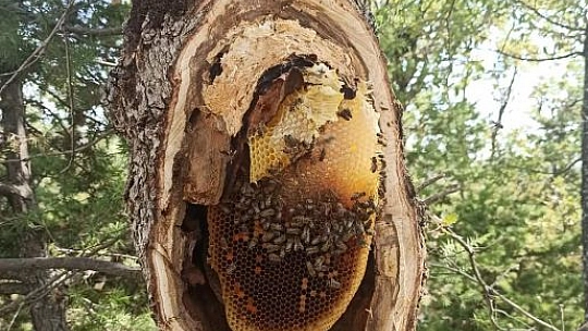 Elazığ'da arıların doğada ürettiği ballar bal avcıları tarafından toplanıyor