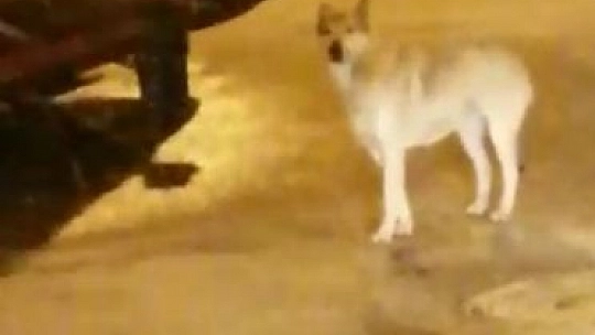 Tilkiye alışmıştık ama bu biraz şaşırttı