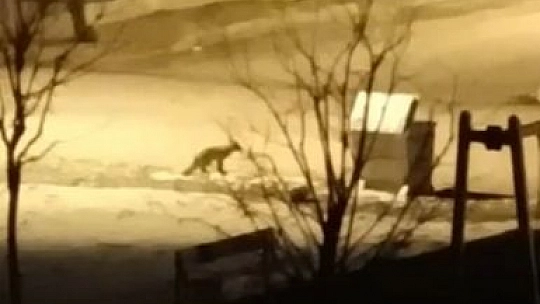 Tilkiye alışmıştık ama bu biraz şaşırttı