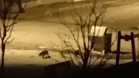 Tilkiye alışmıştık ama bu biraz şaşırttı