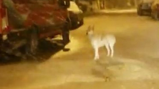 Tilkiye alışmıştık ama bu biraz şaşırttı