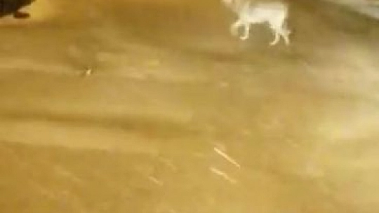 Tilkiye alışmıştık ama bu biraz şaşırttı
