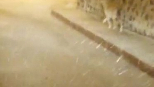 Tilkiye alışmıştık ama bu biraz şaşırttı