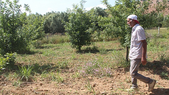 Elazığ'da Ektiği O Ürünün, 5 Yıldır Çıkmasını Bekliyor