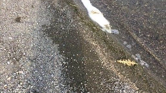 Hazar Gölünde Müsilaj Görüntüleri