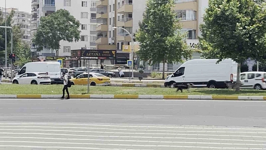 Diyarbakır'da sürü halinde gezen köpekler vatandaşları korkuttu