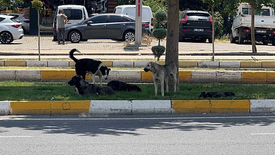 Diyarbakır'da sürü halinde gezen köpekler vatandaşları korkuttu