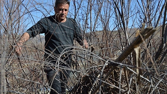 Ağaç Kökünden Gelen Sanat...