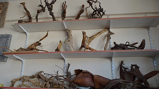 Ağaç Kökünden Gelen Sanat...