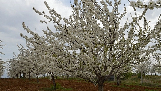Harput'ta çiçek açan kiraz ağaçları görenleri büyülüyor