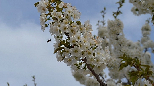 Harput'ta çiçek açan kiraz ağaçları görenleri büyülüyor