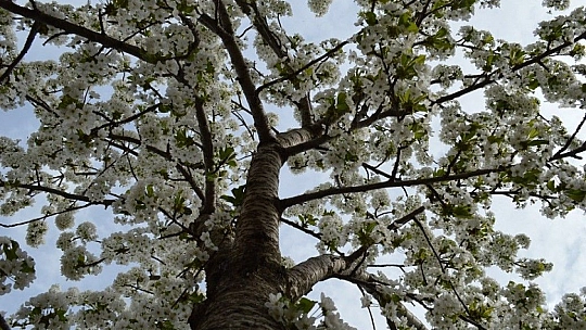 Harput'ta çiçek açan kiraz ağaçları görenleri büyülüyor