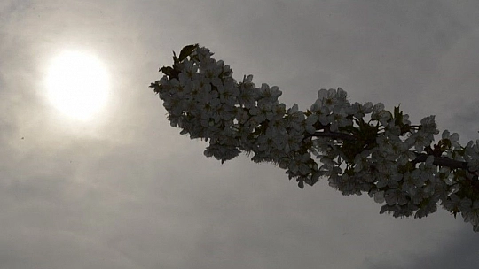 Harput'ta çiçek açan kiraz ağaçları görenleri büyülüyor