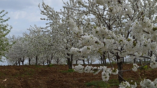 Harput'ta çiçek açan kiraz ağaçları görenleri büyülüyor