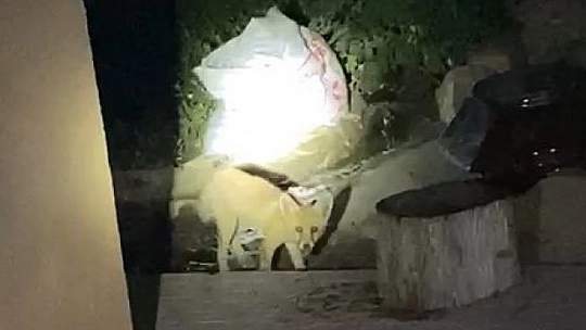 Elazığ'da aç kalan tilki evin bahçesinde yiyecek aradı