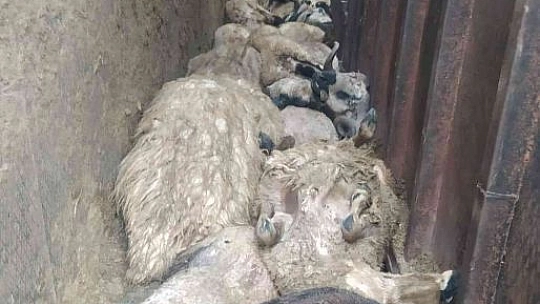 Elazığ'da Hayvan Yüklü Tır Yan Yattı, 170 Hayvan Telef Oldu