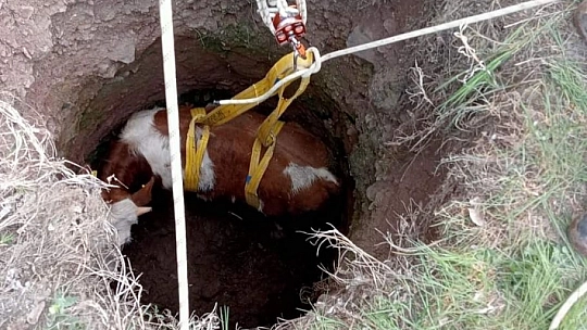 Elazığ'da kuyuya düşen inek kurtarıldı