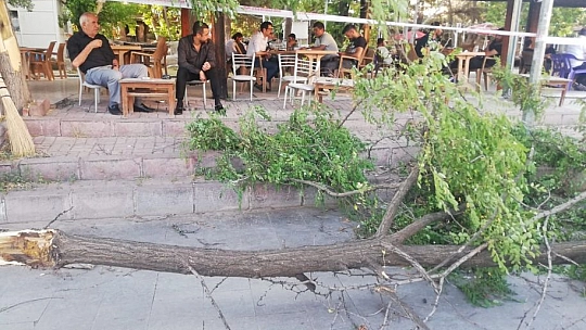 Fırtına Ağacı Devirdi: 1 Yaralı