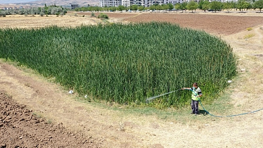 İlaçlama Çalışmaları Devam Ediyor