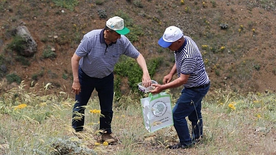 Baskil Ters Lalesi Tohum Toplama Çalışması Yapıldı