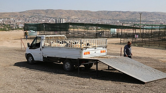 Kurban Satış ve Kesim Alanı Hazır