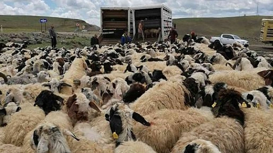 Muhtarın öldürüldüğü sürü kavgası sonrası 4 bin 500 küçükbaş ilçe dışına taşındı