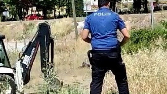 Polisin kaplumbağa duyarlılığı