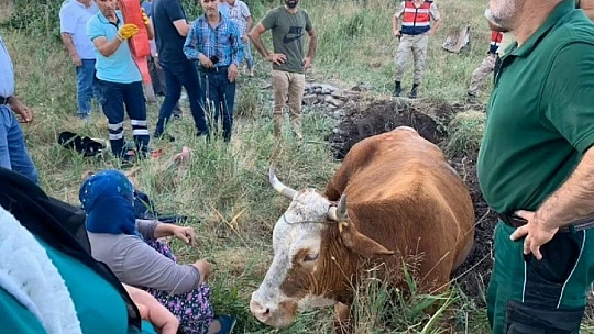 Su kuyusuna düşen inek, 40 dakikalık çalışmayla kurtarıldı
