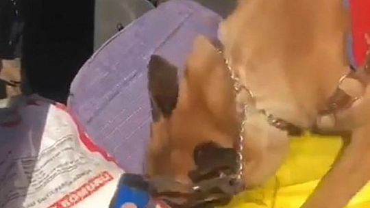 Uyuşturucu taciri, narkotik köpeğinden kaçamadı