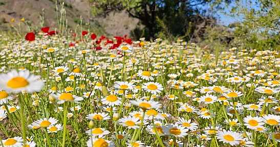 Elazığ'da bugün hava nasıl olacak? (20.06.2025)