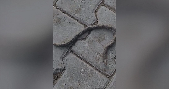 Elazığ'da çift başlı yılan tedirgin etti