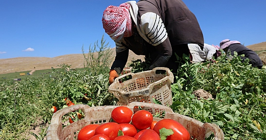 Elazığ'da domates hasadı hız kesmeden sürüyor: 20 bin ton rekolte bekleniyor