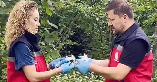 Kahverengi kokarcaya karşı doğal savaş