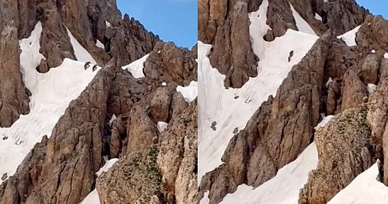 Tunceli'de Yaz ortasında karlı zirvede ayı sürprizi