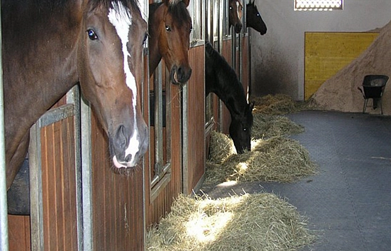 2024 yılı yarış sezonu ahır müracaatları başladı
