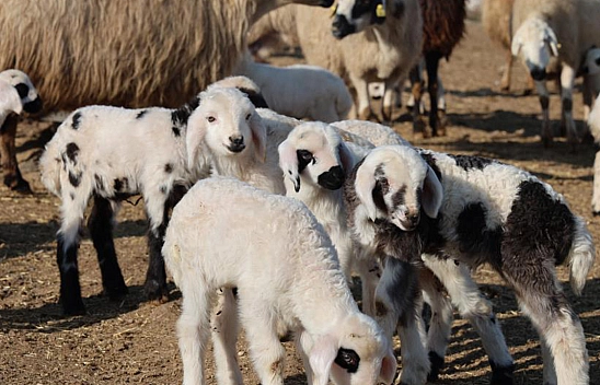 2025'in ilk kuzuları dünyaya geldi!