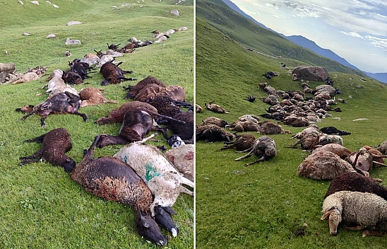 250 Koyun Saniyeler İçinde Telef Oldu!